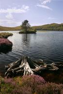 9684 Summer Heather Loch Bad a'Chrotha, Near Gairloch, Scotland.